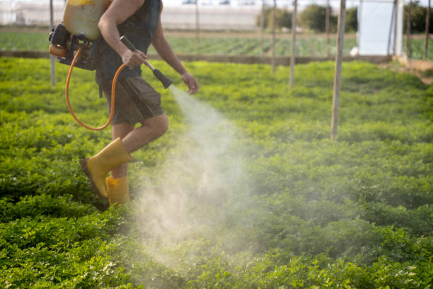 Best Emergency Pest Control  in Oro Valley, AZ