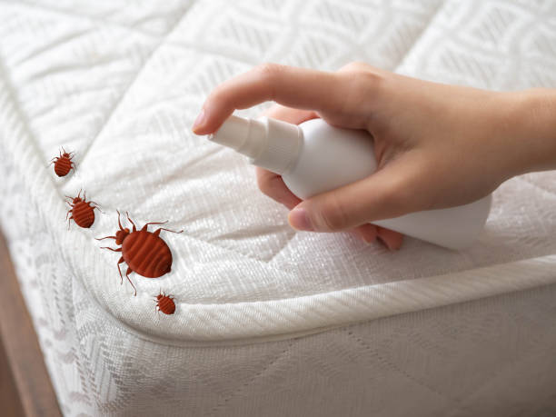 Best Residential Pest Control  in Oro Valley, AZ